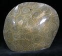 Polished Fossil Coral - Morocco #25722-1